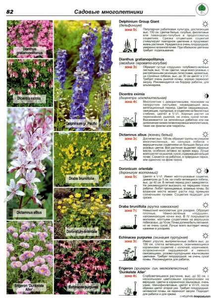 Цветы многолетники с описанием