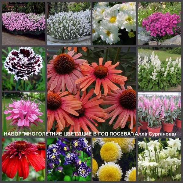 Многолетние цветы названия