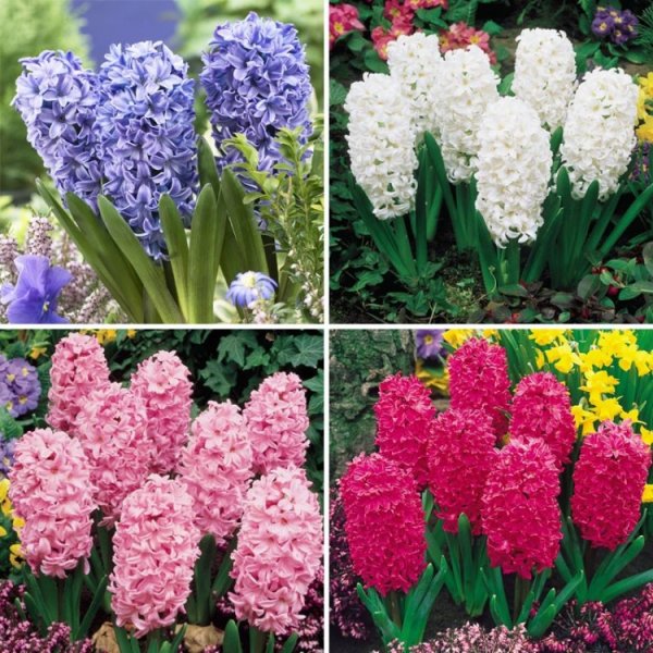 Гайлардия грандифлора Аризона ред Шейдс