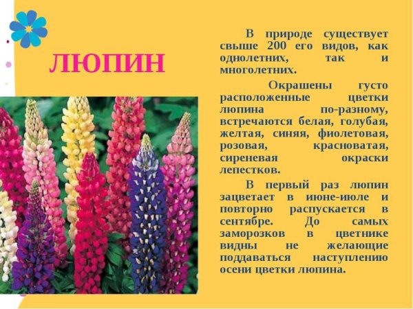 Очиток (седум) Видный осенняя радость