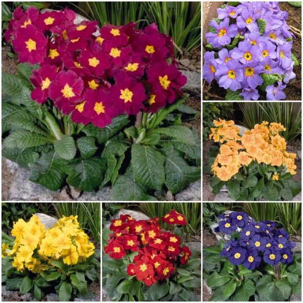 Горечавка семираздельная Кристи