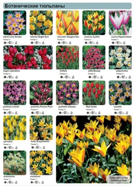 Садовые цветы цветущие