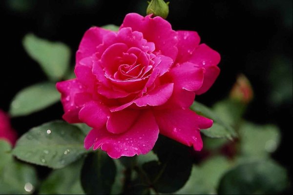 Роза Миледи