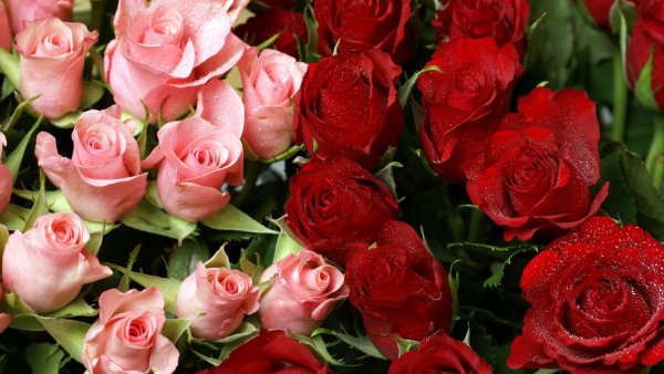 Роза шикарная