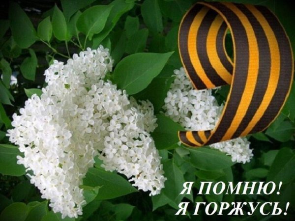 Сирень символ Победы в Великой Отечественной