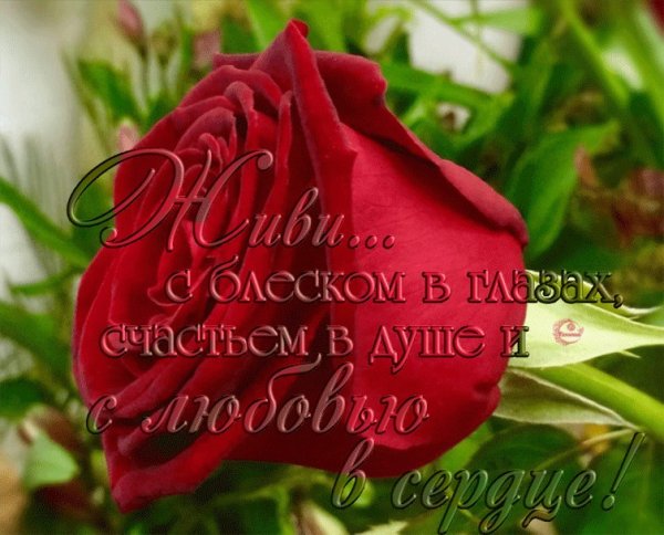 Цветы для Альфии