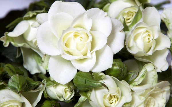 Белые цветы