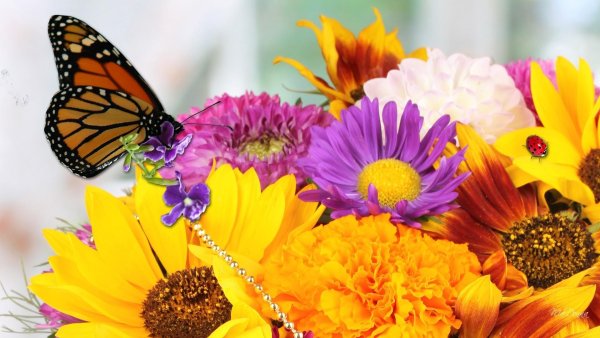 Бабочка на осеннем цветке