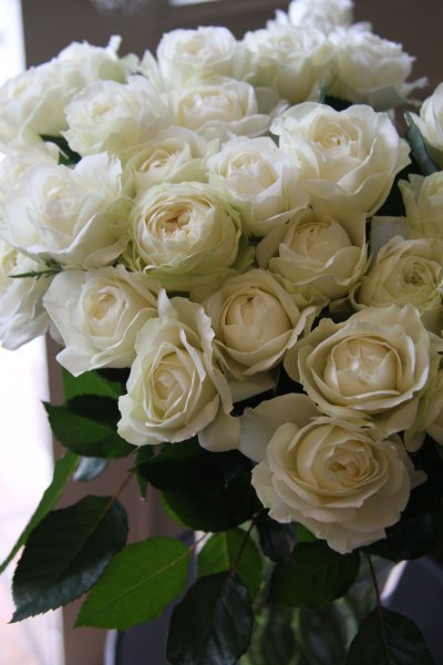 Цветы белые розы