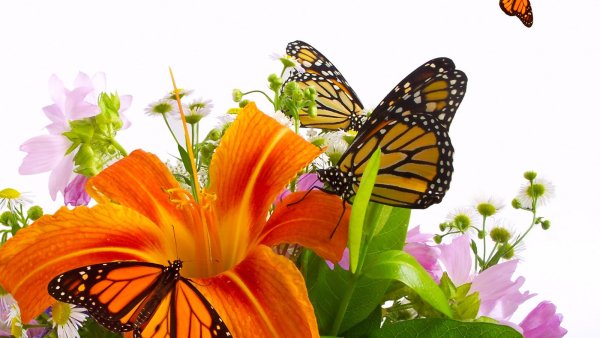 Красивый букет цветов с бабочками