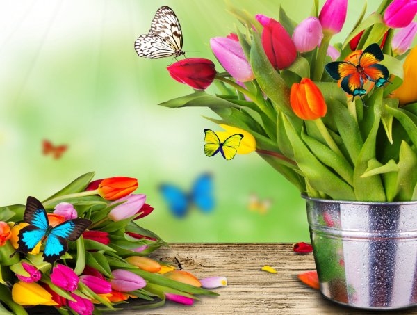 Красивые цветы и бабочки