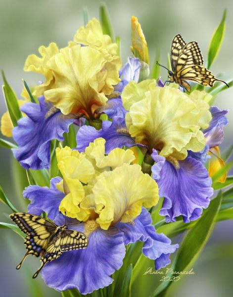 Красивый букет цветов с бабочками