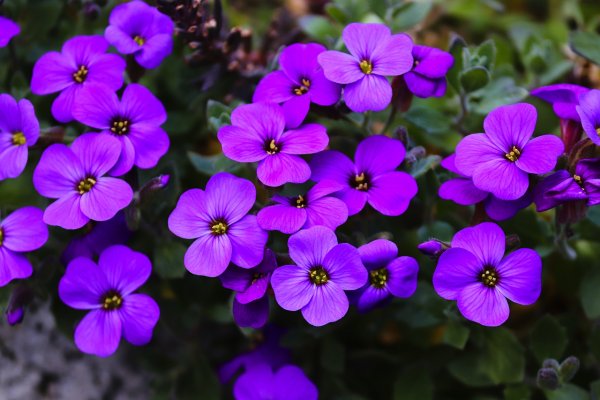 Обриета дельтовидная цветок