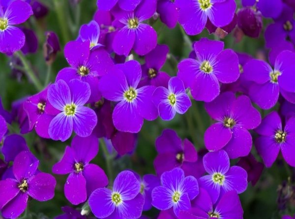 Обриета (аубреция)