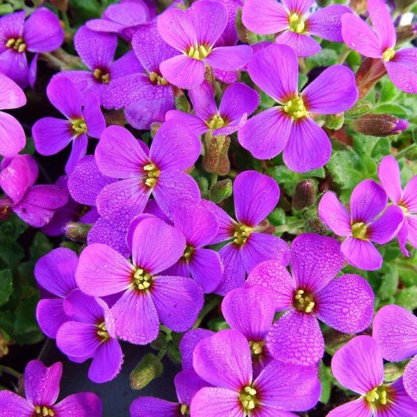 Обриета (аубреция)