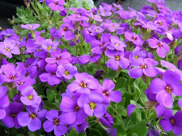 Обриета (аубреция)