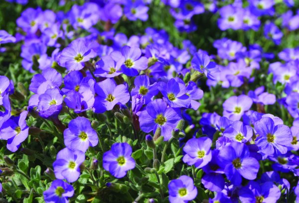 Обриета (аубреция)