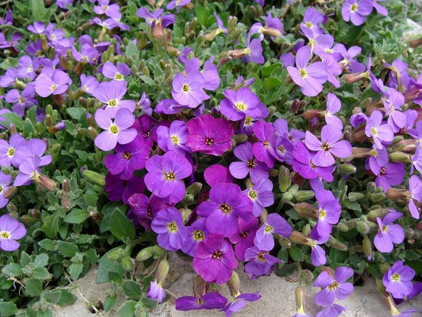 Обриета (аубреция)