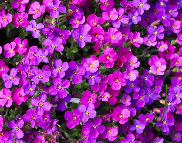 Обриета (аубреция)