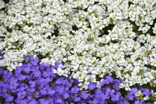 Аубреция Обриета Арабис