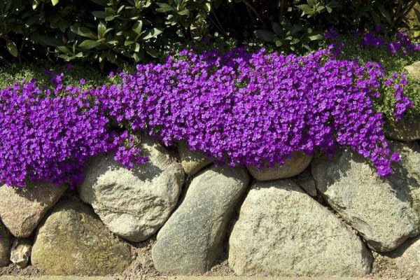 Обриета Лилак