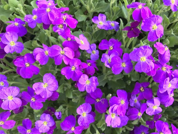 Обриета Каскад Парпл