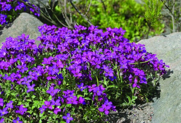 Обриета Каскад Парпл