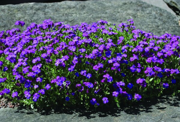 Обриета (аубреция)