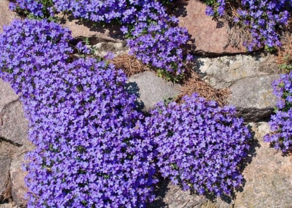 Обриета синий Каскад