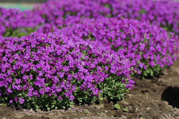 Обриета пурпурный Каскад