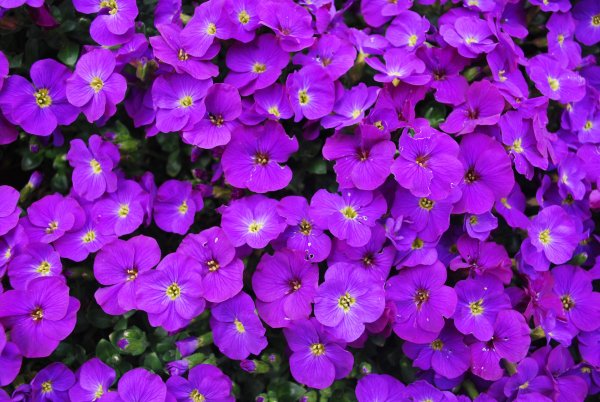 Обриета алиссум