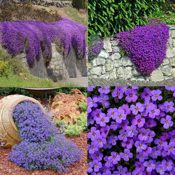 Обриета (аубреция)