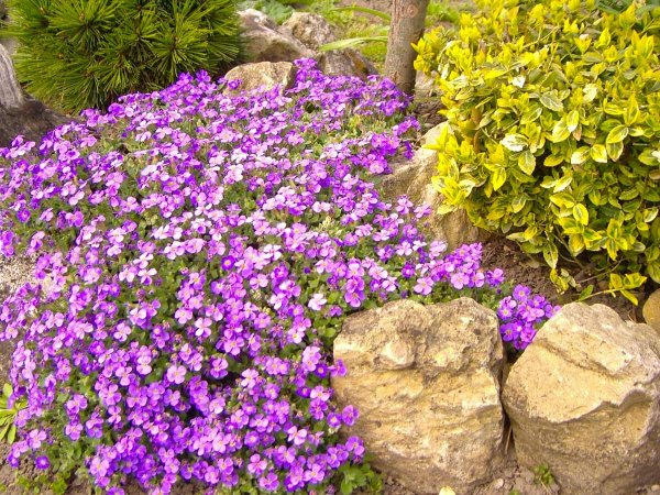 Обриета пурпурный Каскад