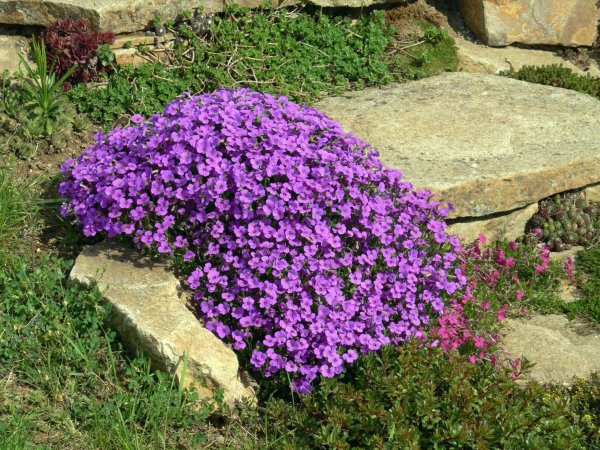 Обриета пурпурный Каскад