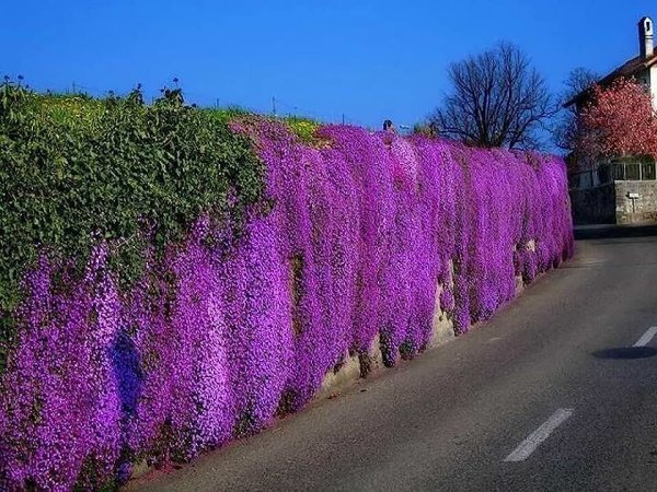 Обриета Лазурный берег