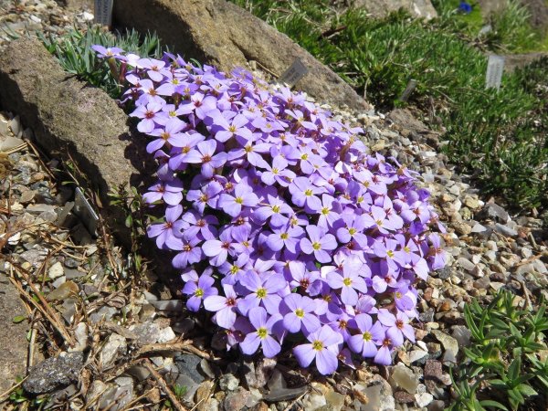 Аубреция гибридная Одри