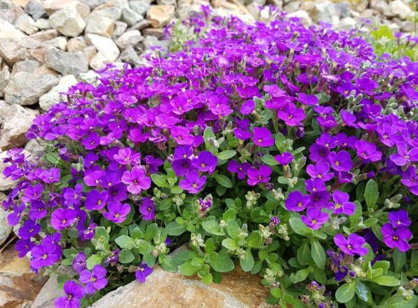 Обриета Каскад Парпл