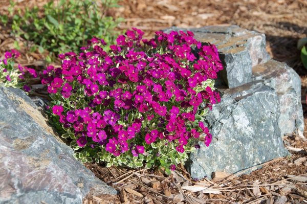 Обриета (аубреция)