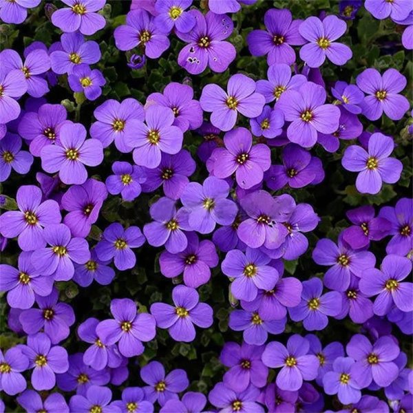 Обриета (аубреция)