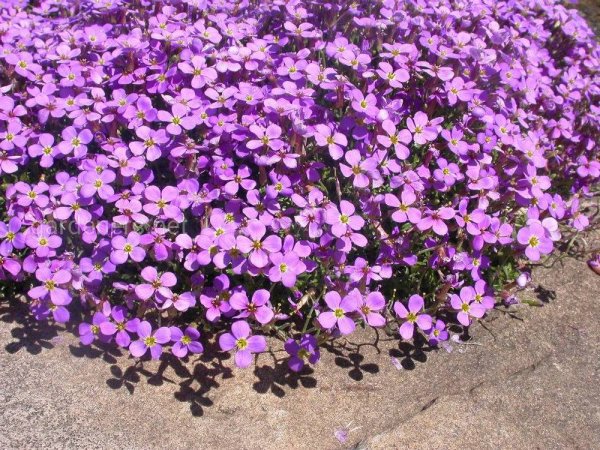 Цветок аубреция