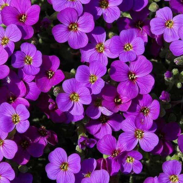 Обриета Hamburger Stadtpark