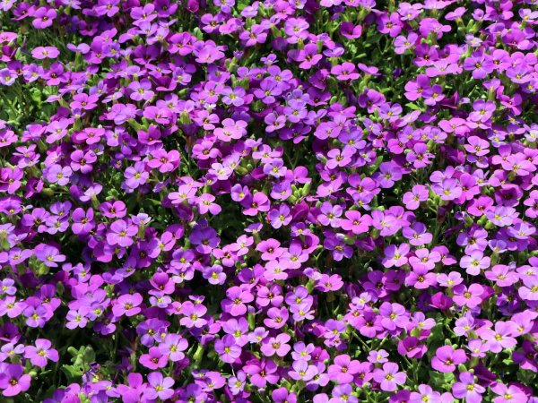 Обриета (аубреция)