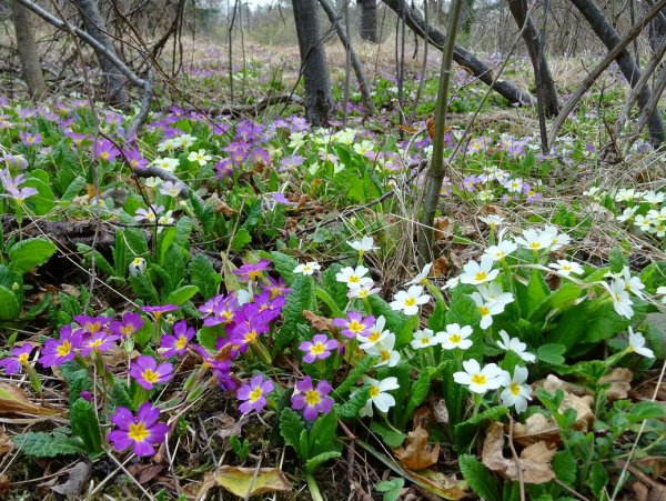 Примула Лесная первоцвет