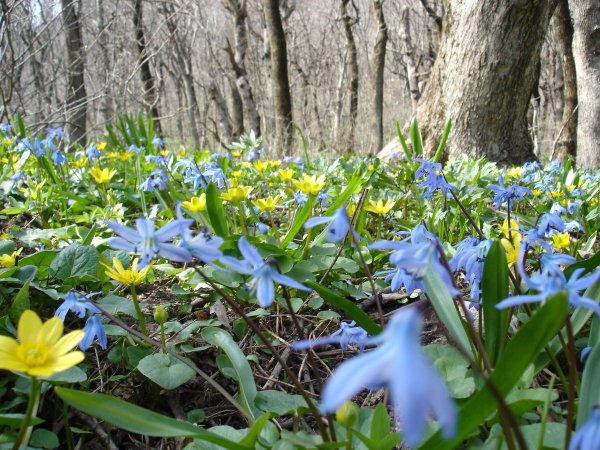 Пролеска Сибирская Крокус