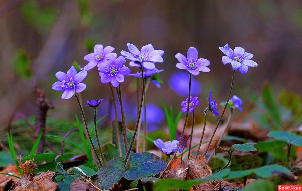 Лесные первоцветы