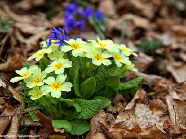 Примула цветок Лесная