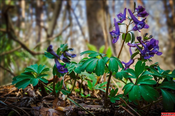 Первоцветы дикоросы