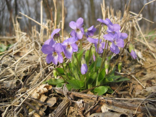 Фиалка багряный первоцвет