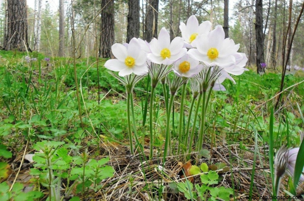 Лесные цветы