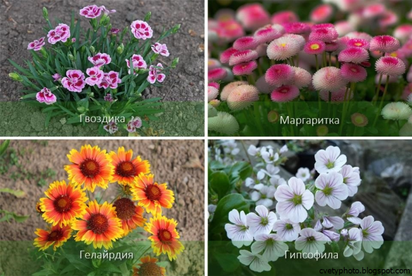 Цветы многолетники для сада неприхотливые долгоцветущие